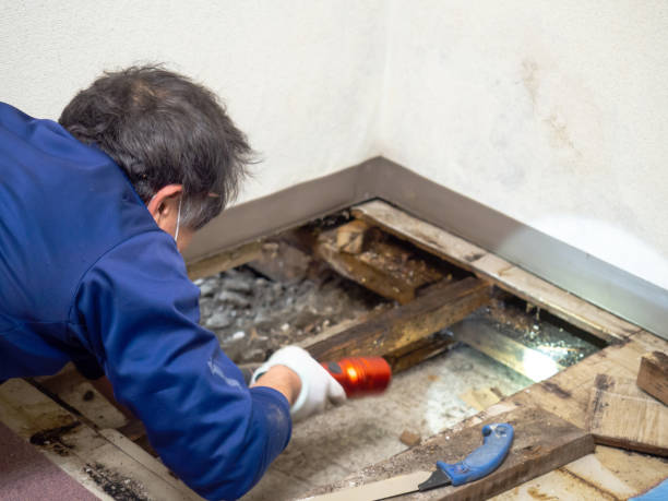 Best Mold Removal Process  in Pumpkin Center, NC