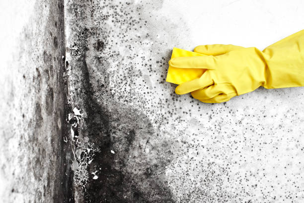 Best Fast Mold Removal  in Pumpkin Center, NC
