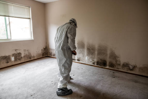Reliable Pumpkin Center, NC Mold Removal Solutions