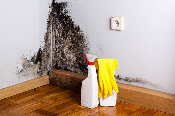 Best Mold Damage Repair  in Pumpkin Center, NC