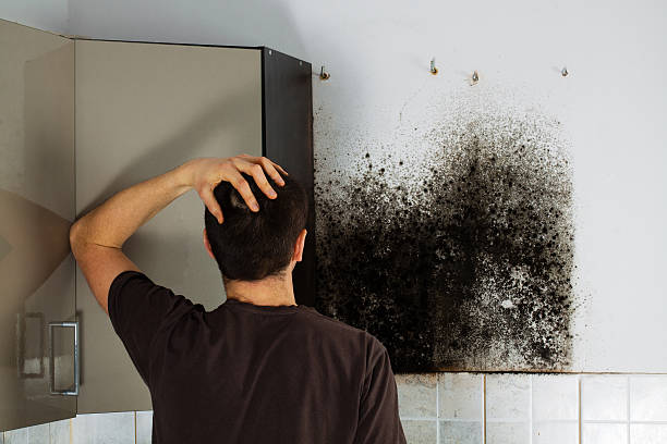 Best Local Mold Removal Service  in Pumpkin Center, NC