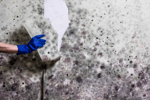 Best Home Mold Removal  in Pumpkin Center, NC